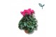 Cyclamen pers. super serie compact Cyclaam-ROZE 17 cm diameter roze 