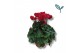 Cyclamen pers. super serie compact Cyclaam-ROOD 17 cm diameter rood 
