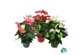 Anthurium andr. mix