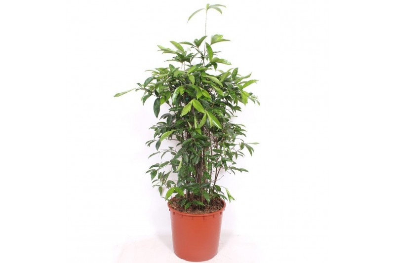 Dracaena surculosa Dracaena Surculosa20 pp 