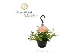 Peperomia angulata Peperomia Ang. Rocca Vivace 10,5cm HP adorable