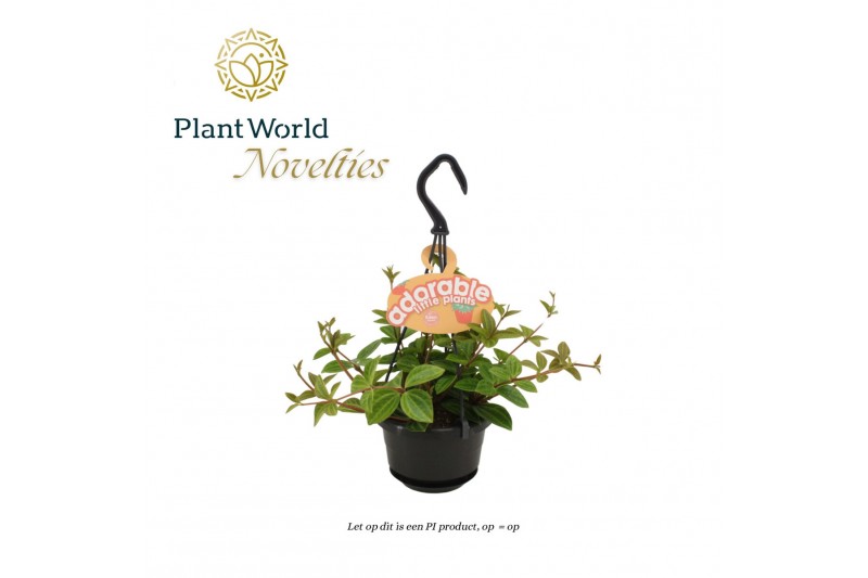 Peperomia angulata Peperomia Ang. Rocca Vivace 10,5cm HP adorable 