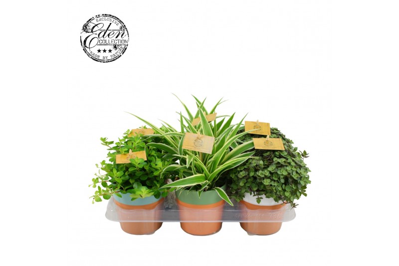 Kamerplanten mix Gemengde tray 10,5cm in terrapot 