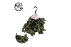 Tradescantia zebrina purpusii Trades. Zebrina Compacta 10,5cm HP adora