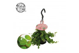 Peperomia rotundifolia Peperomia Rotundifolia 10,5cm HP adorable