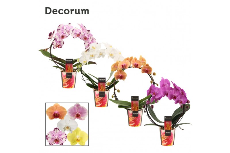 Phalaenopsis mix Phalaenopsis boog mix (Decorum)14 bl. 2 tak/plnt 