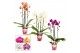 Phalaenopsis mix Phalaenopsis cascade 2 tak mix (Scenza)14 bl. 2 tak/p 