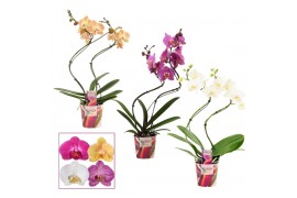 Phalaenopsis mix Phalaenopsis hurricane mix (Scenza)14 bl. 2 tak/plnt