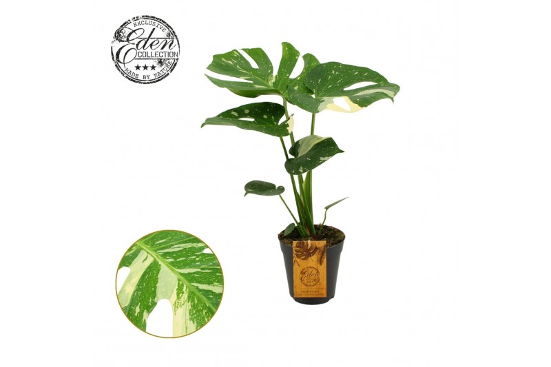 Monstera deliciosa thai constellation Monstera Thai constellation 15cm 