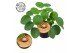Pilea peperomioides Pilea Peperomioides 12cm Frans etiket 