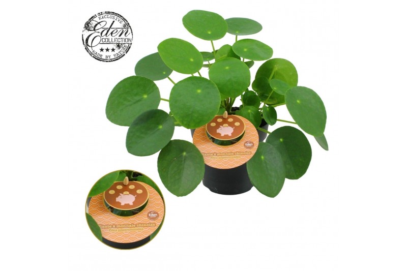 Pilea peperomioides Pilea Peperomioides 12cm Frans etiket 