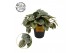 Peperomia Peperomia Mistique 12cm 4 pp 