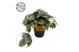 Peperomia Peperomia Mistique 12cm 4 pp