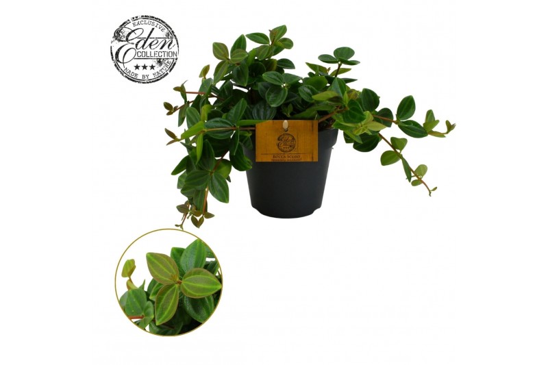 Peperomia rocca scuro Peperomia Ang. Roc. Scuro 12cm 