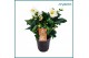 Helleborus niger christmas carol Helleborus Christmas Carol 12 cm XXL  