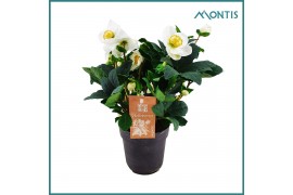 Helleborus niger christmas carol Helleborus Christmas Carol 12 cm XXL 
