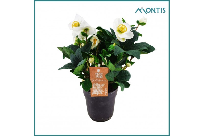Helleborus niger christmas carol Helleborus Christmas Carol 12 cm XXL  