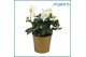 Helleborus niger christmas carol Helleborus Christmas Carol 15 cm Gold 