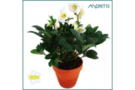 Helleborus niger christmas carol Helleborus Christmas Carol 15 cm in T