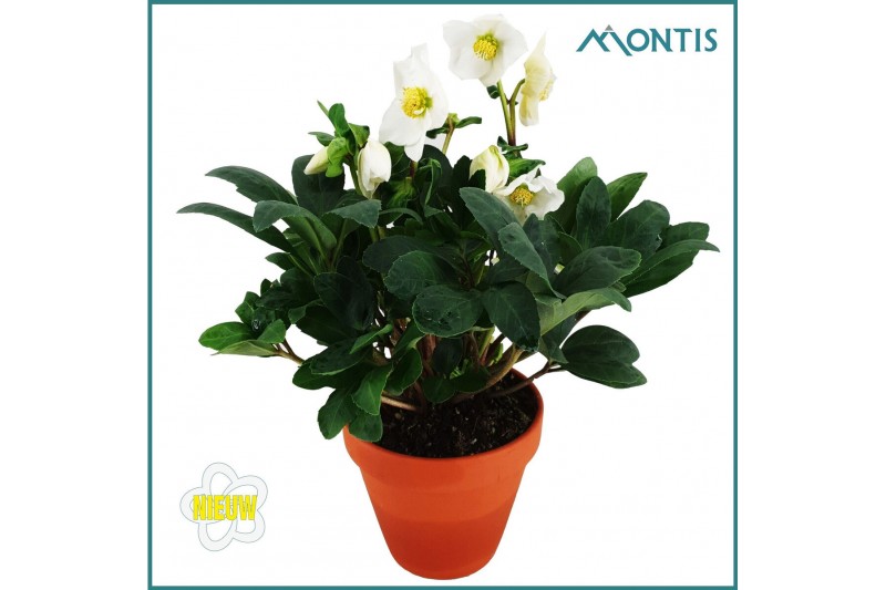 Helleborus niger christmas carol Helleborus Christmas Carol 15 cm in T 