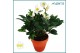 Helleborus niger christmas carol Helleborus Christmas Carol 12 cm in T 