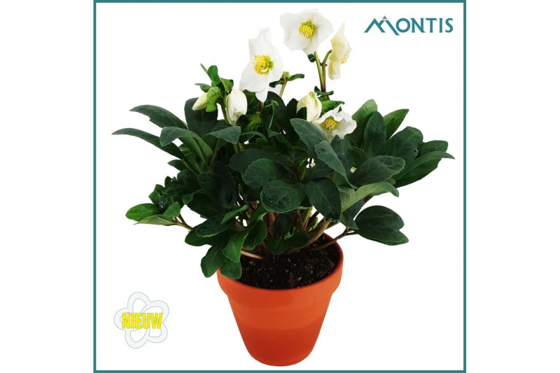 Helleborus niger christmas carol Helleborus Christmas Carol 12 cm in T 