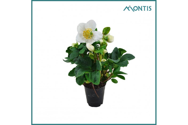 Helleborus niger christmas carol Helleborus Christmas Carol 6 cm XXL 1 
