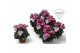 Cyclamen pers. super serie petticoat Cyclamen Exclusive® Petticoat Pin 