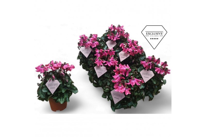 Cyclamen pers. super serie petticoat Cyclamen Exclusive® Petticoat Pin 