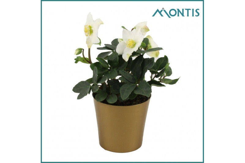 Helleborus niger christmas carol Helleborus Christmas Carol 12 cm Gold 