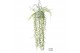 Hoya Hoya Linearis 30 - 34  cm 8 pp 