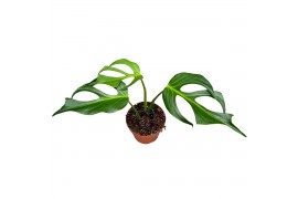 Monstera Monstera Burle Marx Flame 1 pp