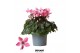 Cyclamen pers. super serie djix Cyclamen Djix pink25 cm diameter roze  