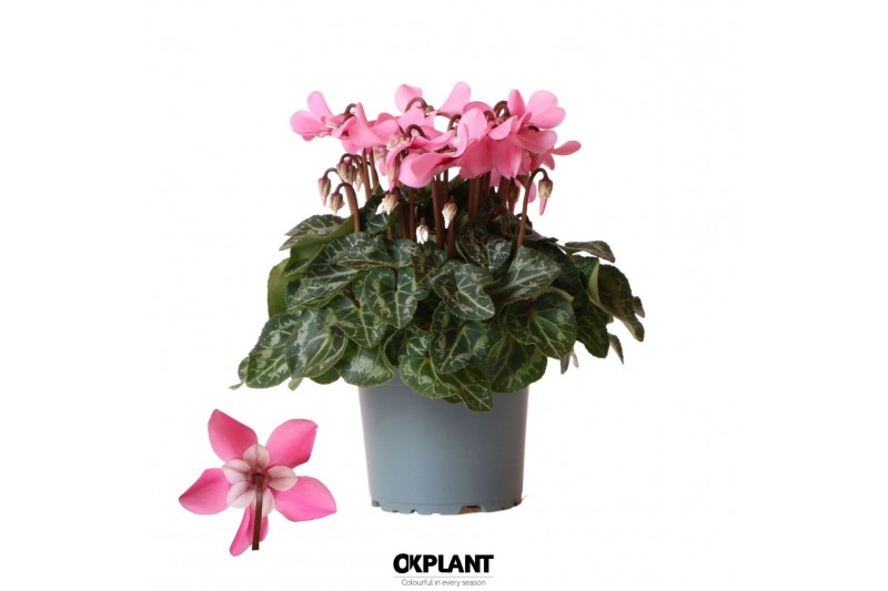 Cyclamen pers. super serie djix Cyclamen Djix pink25 cm diameter roze  
