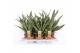Sansevieria cylindrica Sansevieria Diamond Green 