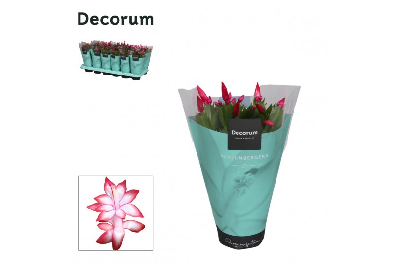 Schlumbergera zaraika Schlumbergera - 9 cm - Red (Exotic) met hoes - D 