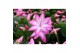 Schlumbergera dark eva Schlumbergera - 9 cm - Purple (Jolly Dancer) me 