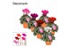 Cyclamen pers. super serie picasso Cyclamen SS Picasso Mix in Patio Po 