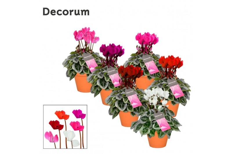 Cyclamen pers. super serie picasso Cyclamen SS Picasso Mix in Patio Po 
