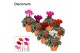 Cyclamen pers. super serie picasso Cyclamen SS Picasso Mix in Patio Po 