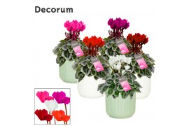 Cyclamen pers. super serie picasso Cyclamen SS Picasso mix in Sophie C