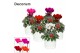 Cyclamen pers. super serie picasso Cyclamen SS Picasso Mix Jade Decoru 