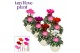 Cyclamen pers. super serie picasso Cyclamen SS Picasso Mix Melanie 22  