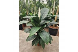 Spathiphyllum sensation Spathiphyllum Sensationoverige bl.