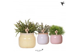 Rhipsalis mix Kolibri Greens Rhipsalis mix in Vintage Bowl pot mix1 pp