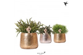 Rhipsalis mix Kolibri Greens Rhipsalis mix in Luxury pot mix1 pp