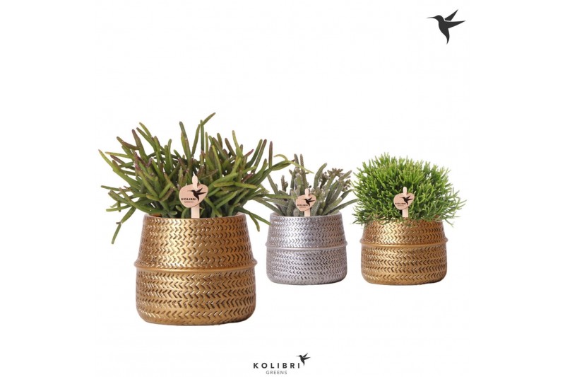 Rhipsalis mix Kolibri Greens Rhipsalis mix in Groove pot mix1 pp 