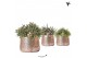 Rhipsalis mix Kolibri Greens Rhipsalis mix in Luxury pot silver1 pp 