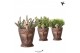 Rhipsalis mix Kolibri Greens Rhipsalis mix in Totem Mask pot1 pp 