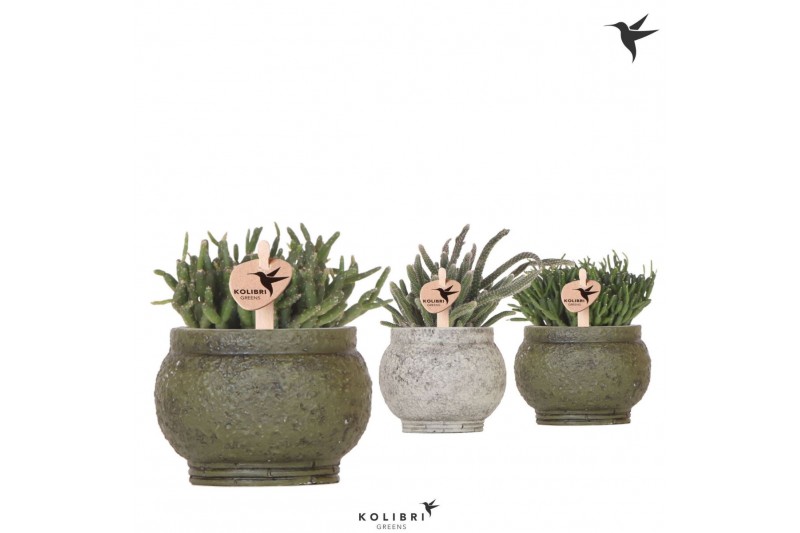 Rhipsalis mix Kolibri Greens Rhipsalis mix in Anccient pot green1 pp 
